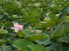 -艾溪湖湿地公园