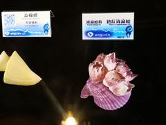 -贝壳梦幻世界