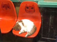 -猫咪博物馆(顶澳仔猫街店)