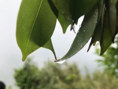 -银瓶山森林公园(谢岗镇)