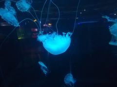 -重庆欢乐海底世界