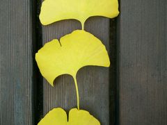 -好利来(抚顺万达店)