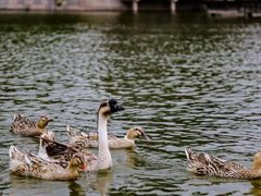 -朱仙镇启封故园景区