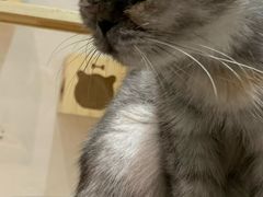-猫色咖啡·猫咖