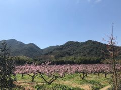 -新建村梅花
