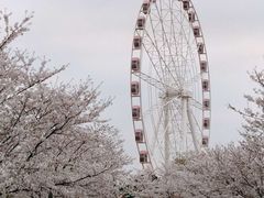 -顾村公园