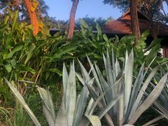 -四季酒店下午茶