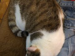 -万小咖.猫咖(中山路天虹店)