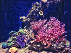 -西雅图水族馆