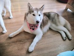 Momo-Husky Go! 哈士奇体验馆·宠物咖啡厅狗咖