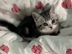 -喵zoo家庭繁育猫舍(尖东智能花园店)