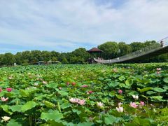 -荷塘月色湿地公园·向阳花洲