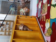 -南京Hallo宠物乐园·哈罗犬舍·柴犬繁育基地