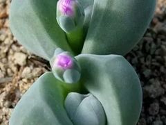 -兰陵国家农业公园