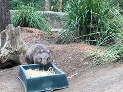-可伦宾野生动物保护区