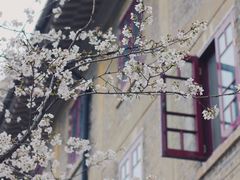 -武汉大学-樱园