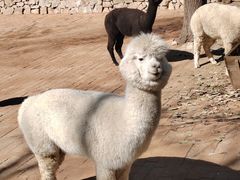 -银树楼(紫玉山庄东区店)