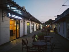 -油梨树AVOCADO TREE(顺义新国展店)