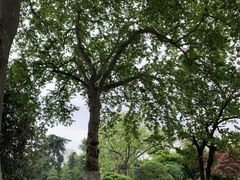 -西湖外事游船(花港观鱼码头)