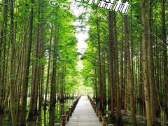 -桤木河湿地公园