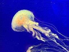 -上海海洋水族馆