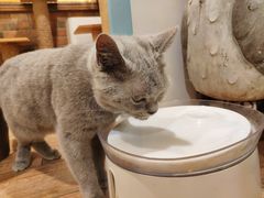 -more than meow吴止猫主题餐厅(承德 中船汇店)