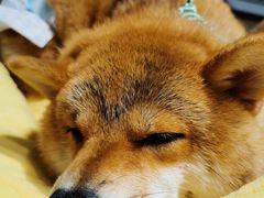-逗柴咖啡屋·狗咖猫咖宠物桌游