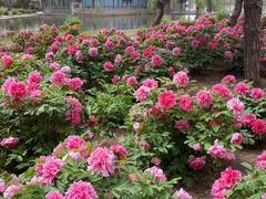 -石家庄市植物园