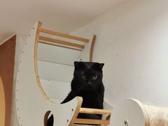 -楼上猫咖(罗湖店)