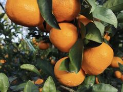 -前小桔亲子创意农场·草莓采摘·露营烧烤