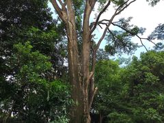 -广西壮族自治区药用植物园