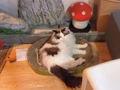 -白兔子密室(长寿路店)