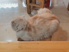 -啊马英豌豆粉