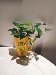 -AiCure 埃可儿·韩国医学皮肤管理