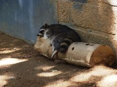 -深圳野生动物园