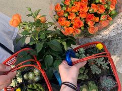 -三圣花乡旅游区