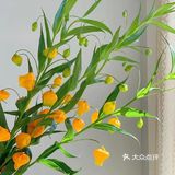 💢🌟鲜花中的爱马仕🌟💢