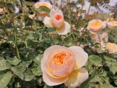 -人民公园(罗湖区)