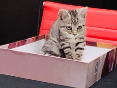 -猫尾侦探俱乐部·剧本杀·狼人杀