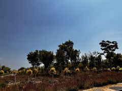 -天津东丽湖风景区