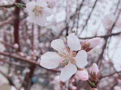 -桃花堤公园