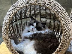 -藏猫猫咖啡主题馆(中央大道店)