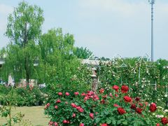 -秀丽东方