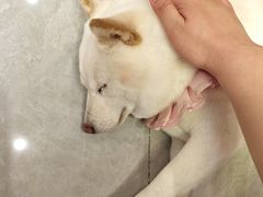 -柴犬小屋·柴餐厅·狗咖食堂(金鼎广场店)