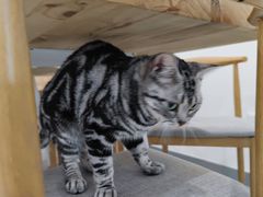 -有喵·猫咖·狗咖·30几只猫10只小狗(岗厦店)