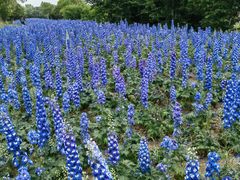 -泗洪洪泽湖湿地景区