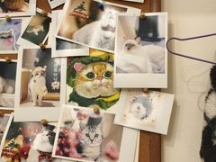 -有猫咖啡umeow coffee