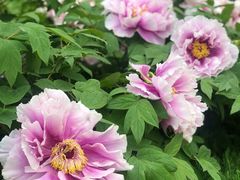 -洛阳市隋唐城遗址植物园