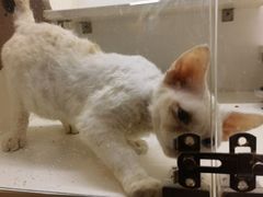 -十年猫舍·猫咪专门店(普陀店)
