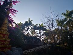 -瑞丽独树成林风景区